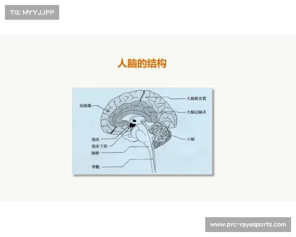 中山大学脑科学团队深入研究运动员决策过程中的神经机制与行为表现 中山大学脑科学团队深入研究运动员决策过程中的神经机制与行为表现